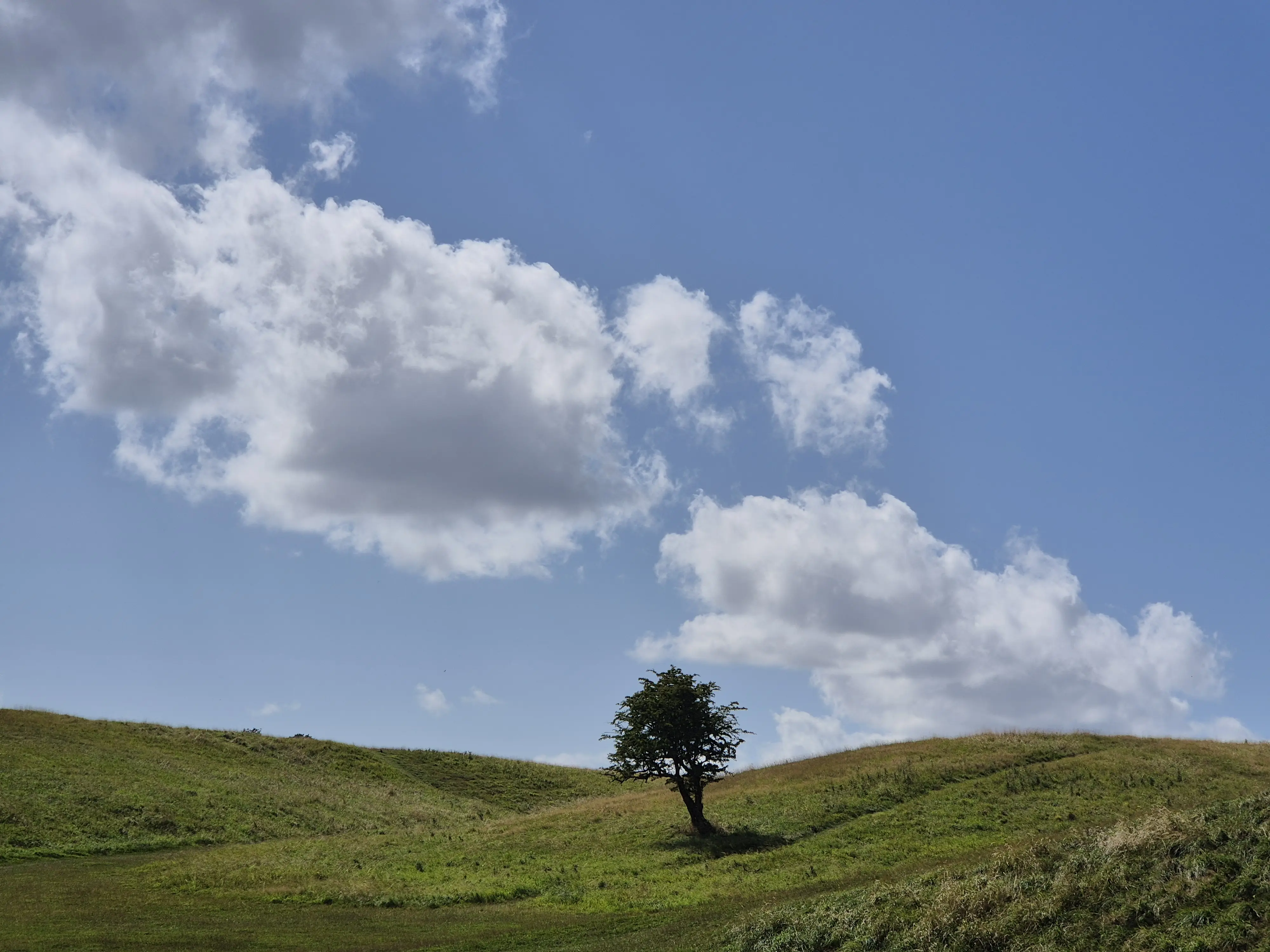 Windows XP 桌面 + 樹