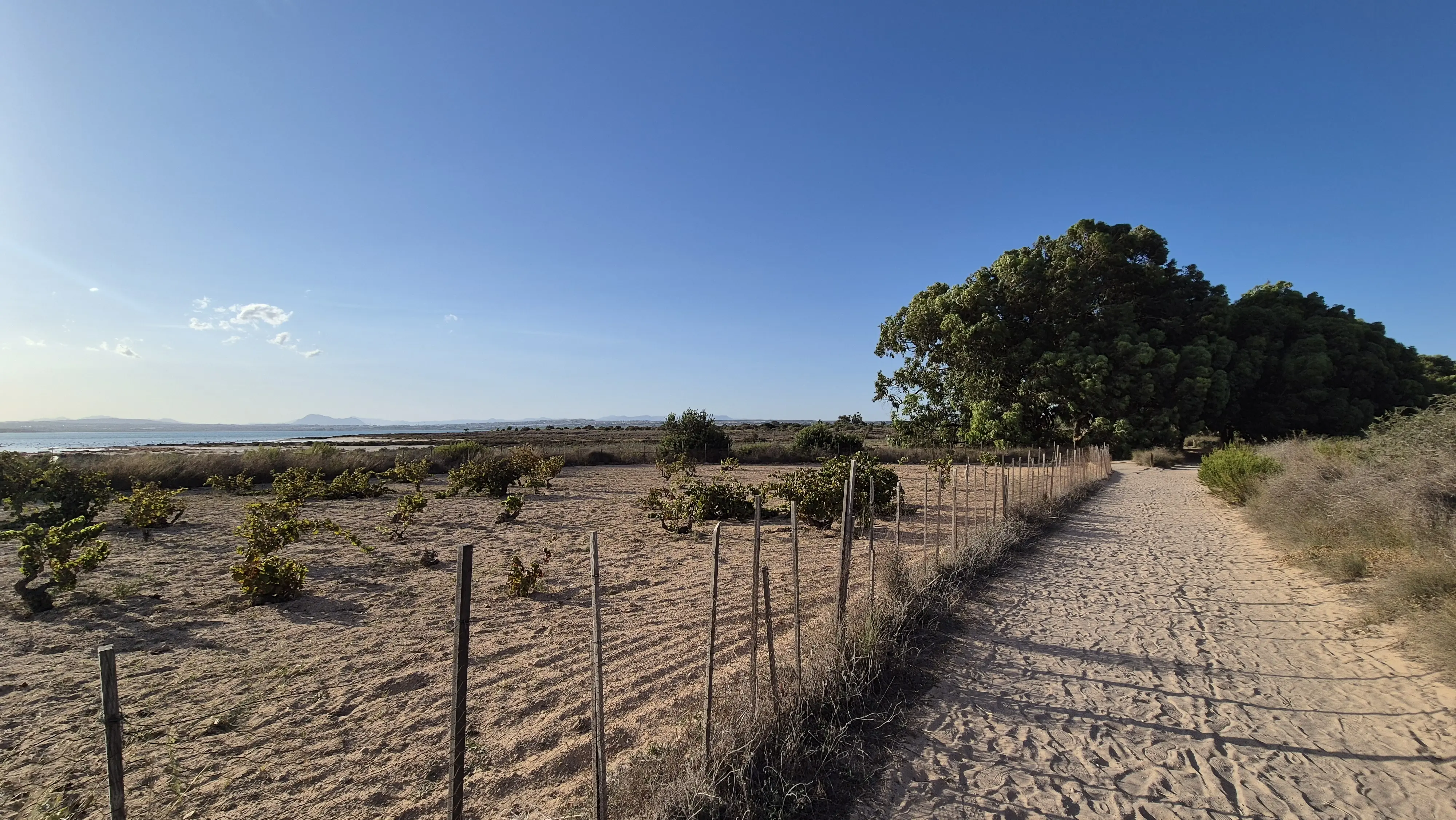 旁邊種的可能是葡萄