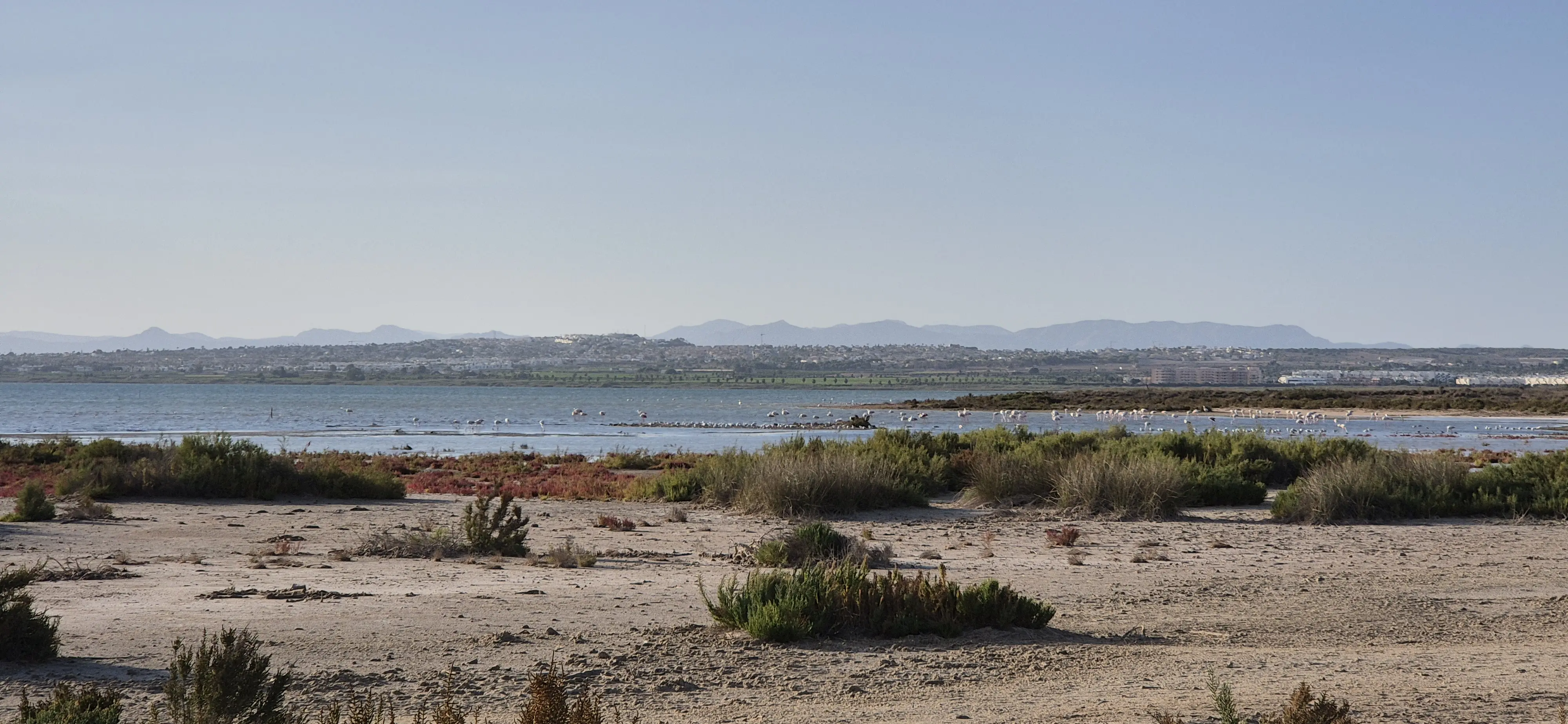 努力看一下這是火烈鳥