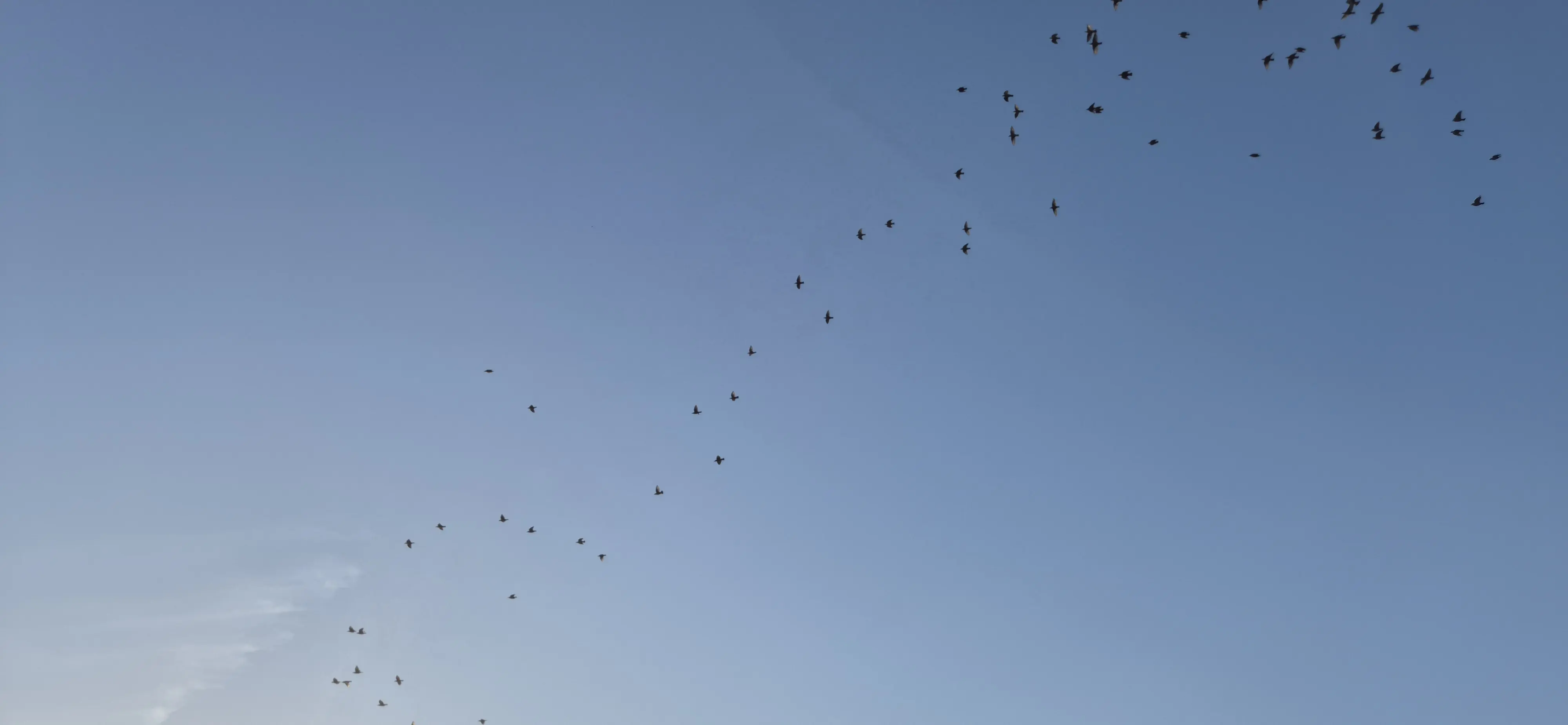 有一群鳥快速飛過