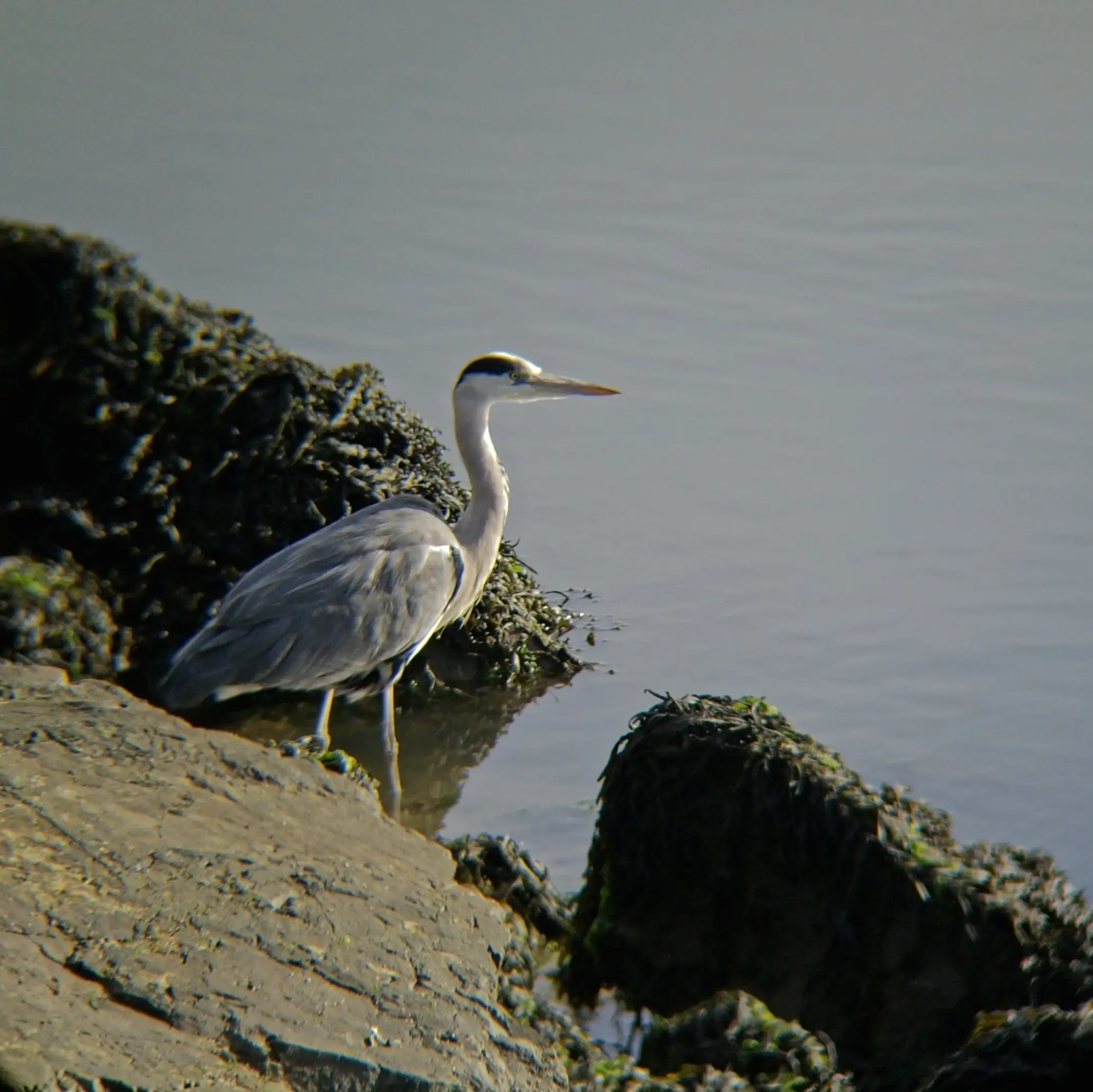 Grey heron