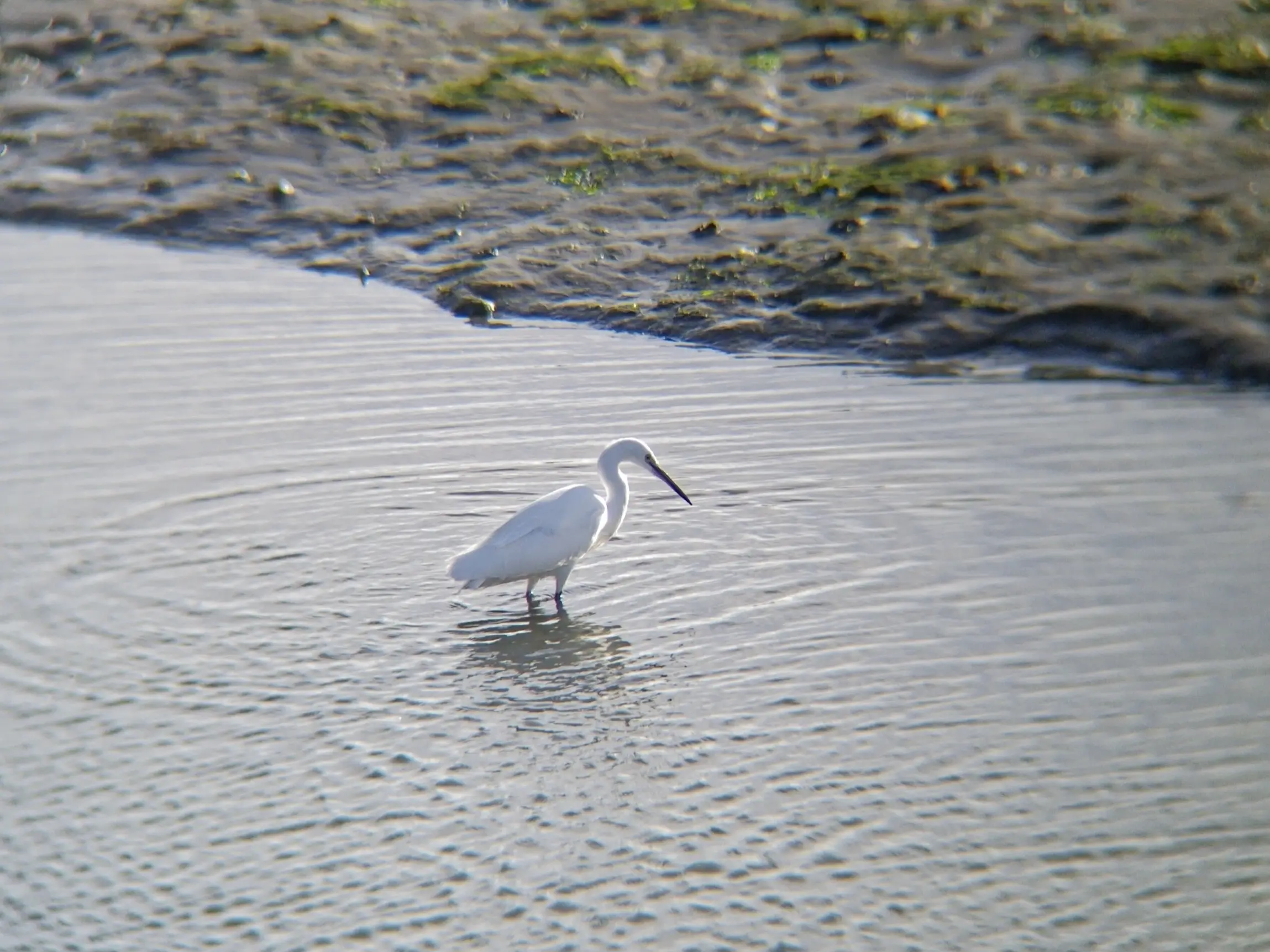 Little egret