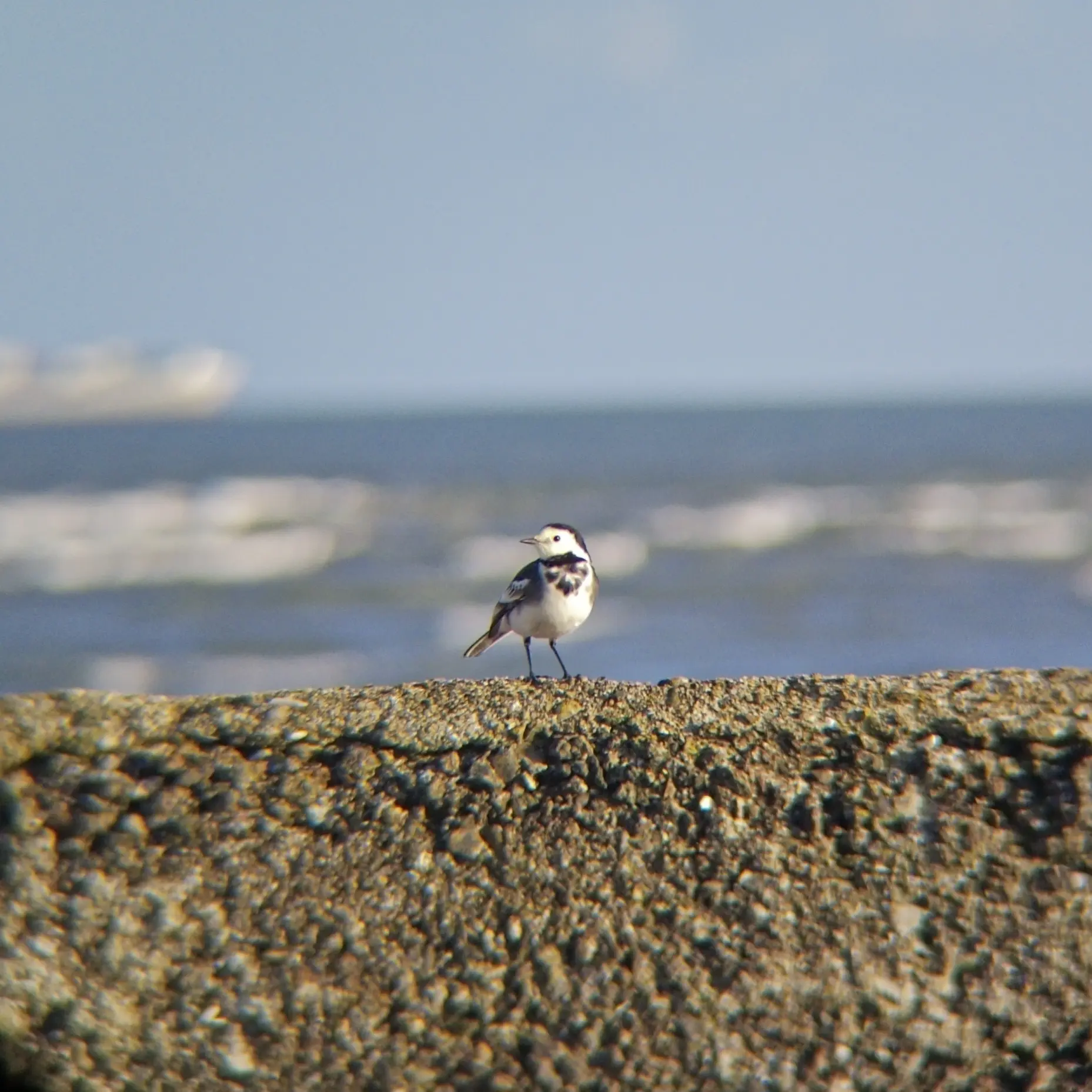 White wagtail
